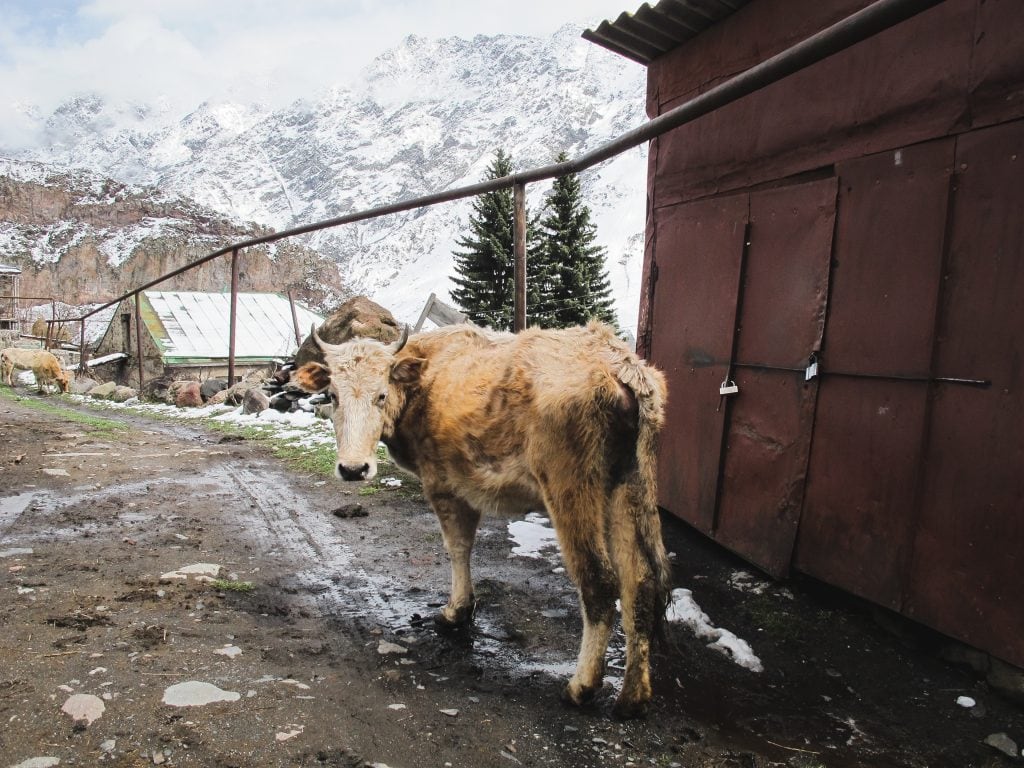 Cow in Kazbegi or Stepantsminda, Georgia