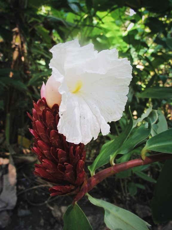 Flower in Montezuma, Costa Rica