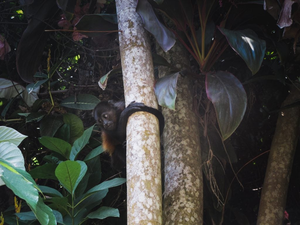 Monkey in Montezuma, Costa Rica