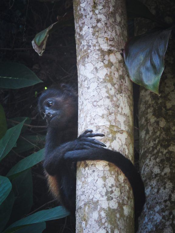 Monkey in Montezuma, Costa Rica