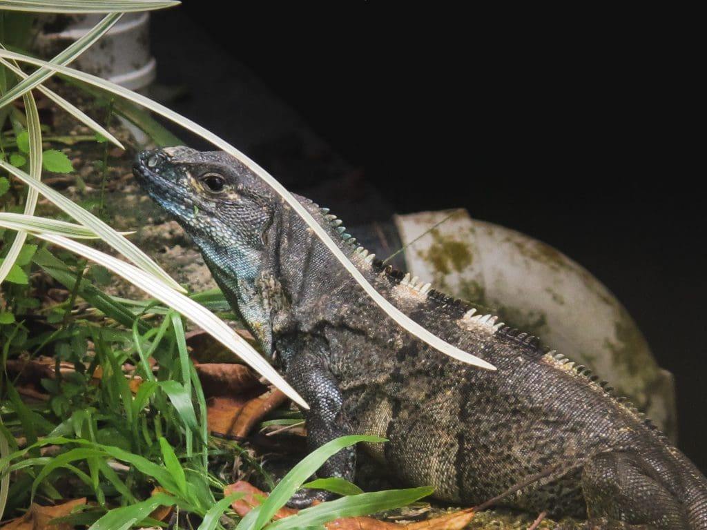 Iguana in Montezuma, Costa Rica