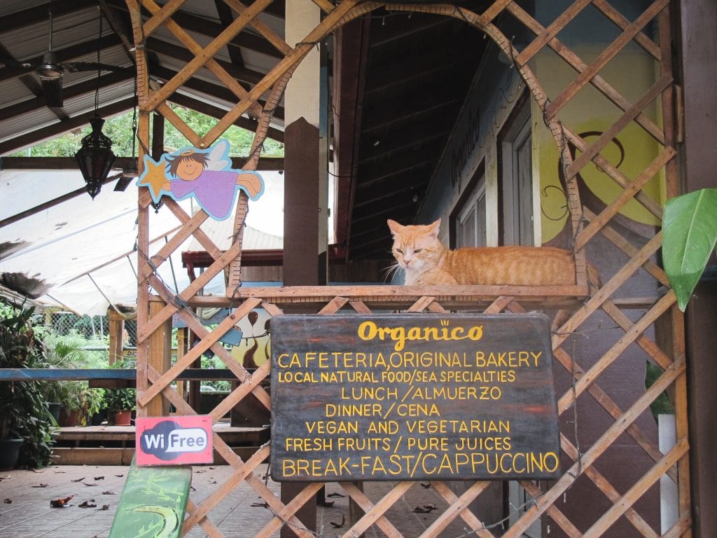 Cat at Organico in Montezuma, Costa Rica