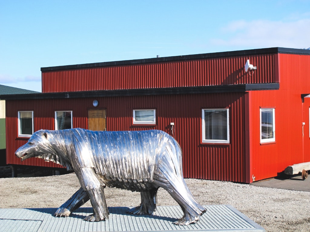 Polar bear in Longyearbyen in Svalbard, Norway