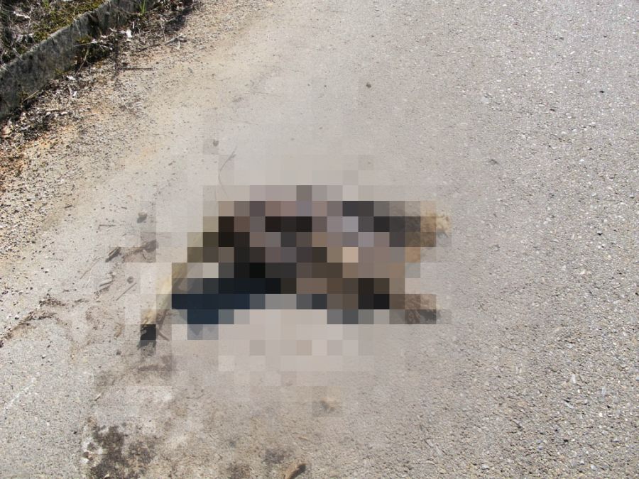 Dead dog in Macedonia along the road