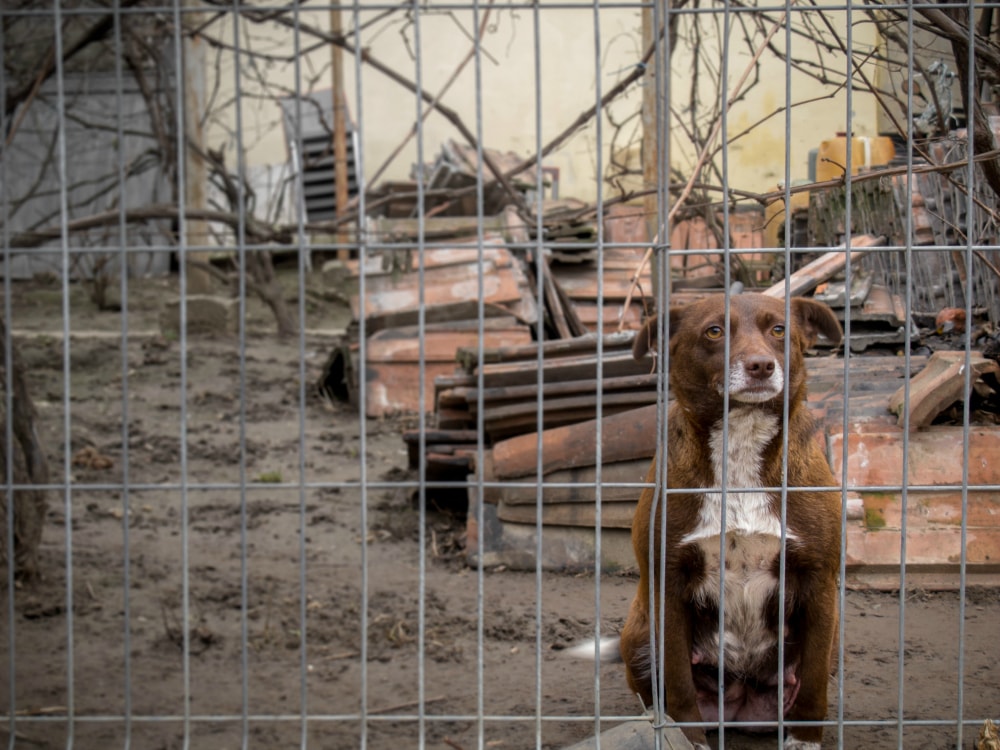 Dog in Medias, Romania