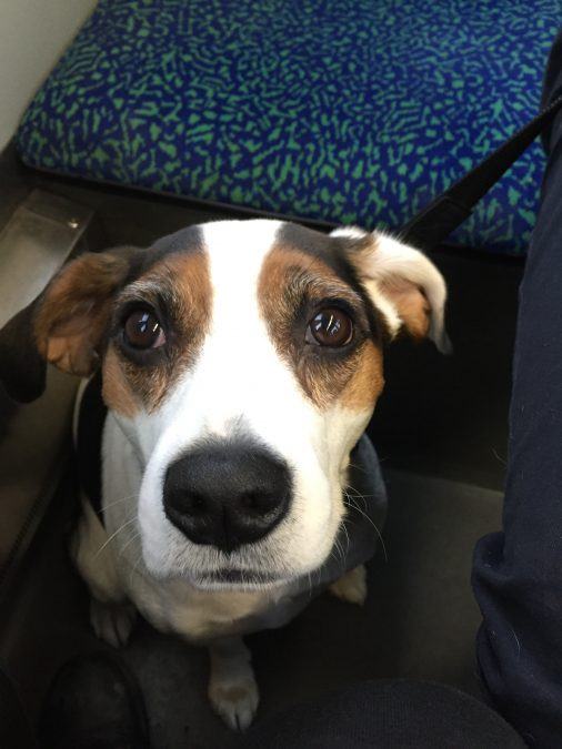 Sad beagle :(