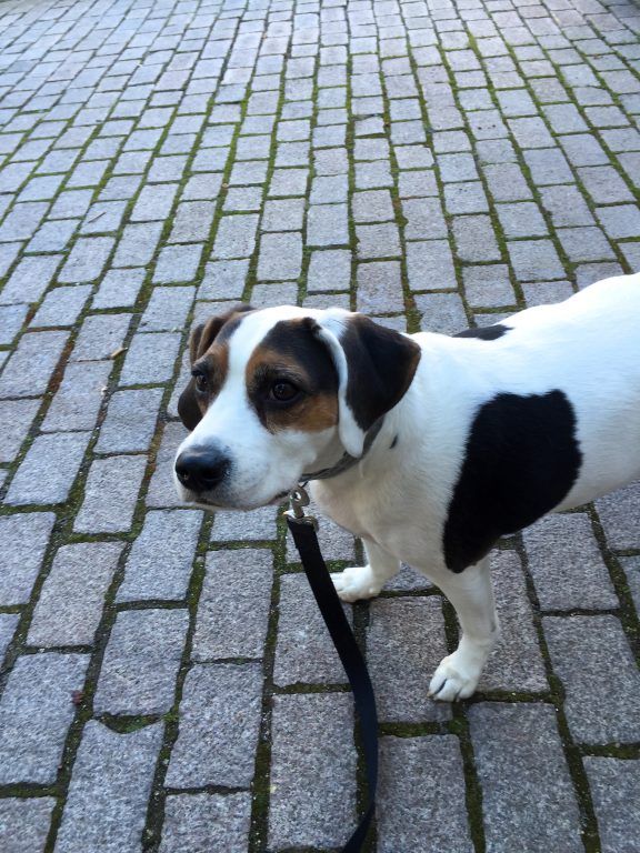 My dog in Idstein, Germany