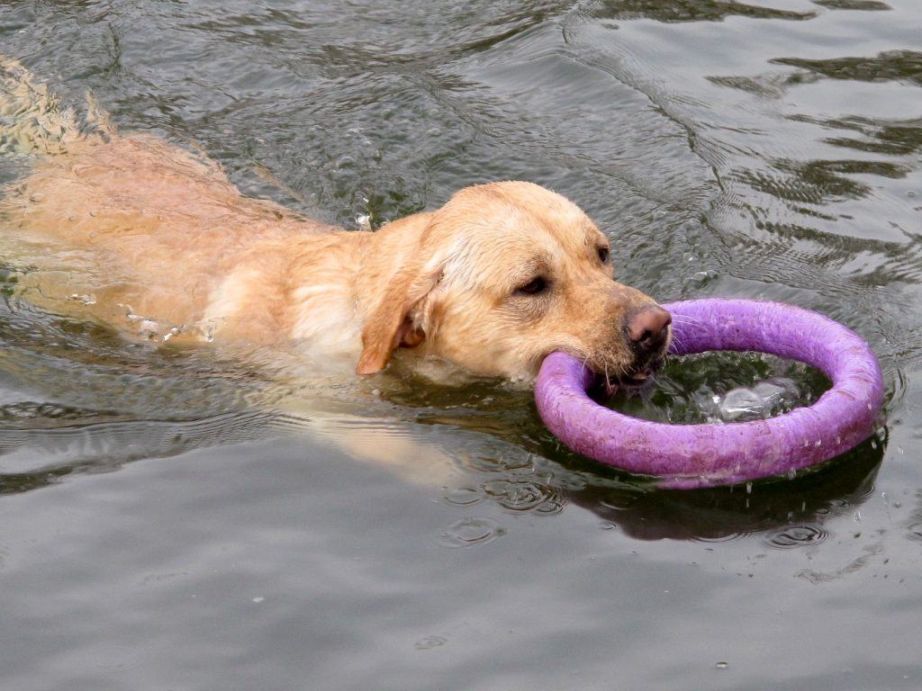 Dog in the park in Dnipropetrovsk, Ukraine