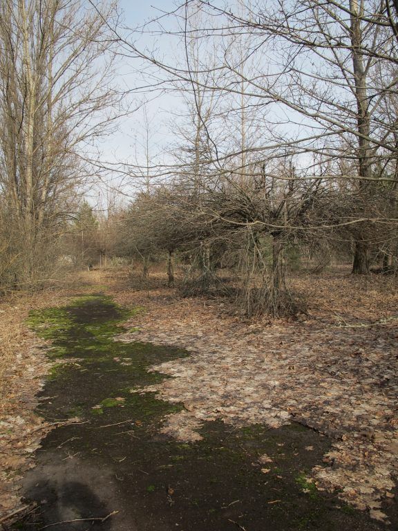 Visiting the Chernobyl Exclusion Zone; nature in Pripyat, Ukraine