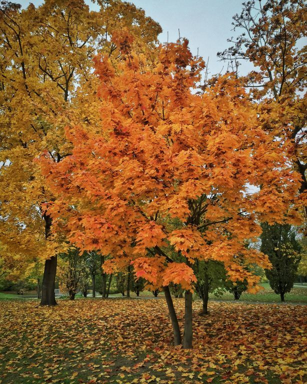 Autumn in Frankfurt, Germany