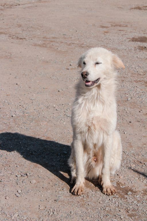 Dog in Kokpek in Kazakhstan