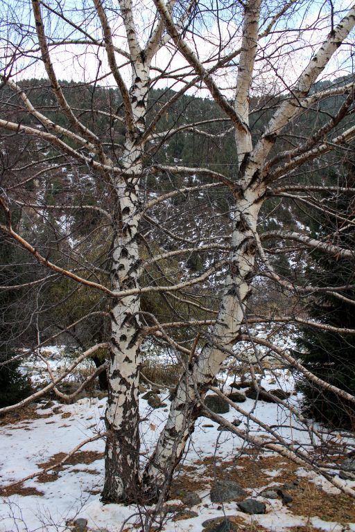 Ala Archa National Park near Bishkek, Kyrgyzstan