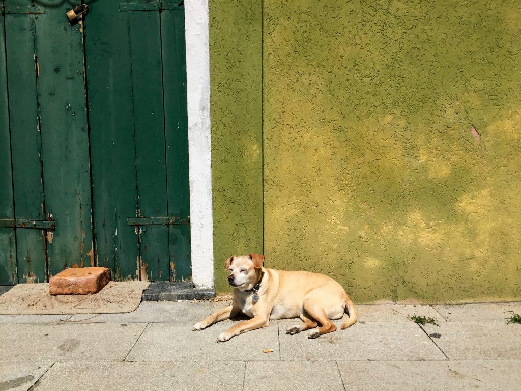 Dog in Burano, Italy