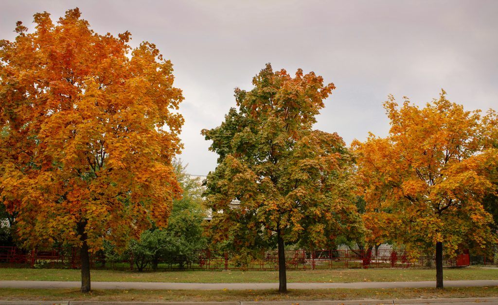 Autumn in Slavutych, Ukraine