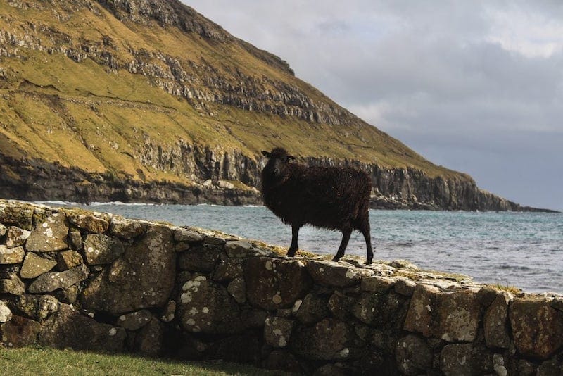 Black Sheep at Kirkjubour Faroes