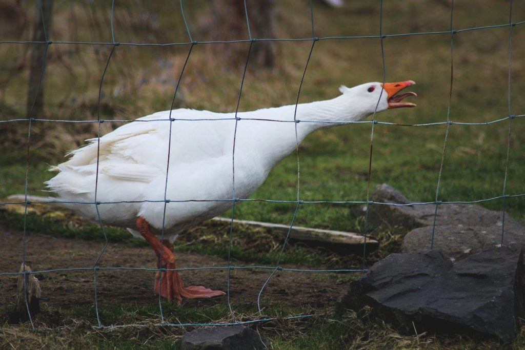 A goose on Sandoy in the Faroe Islands
