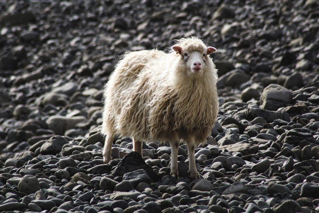 Dalur on Sandoy in the Faroe Islands