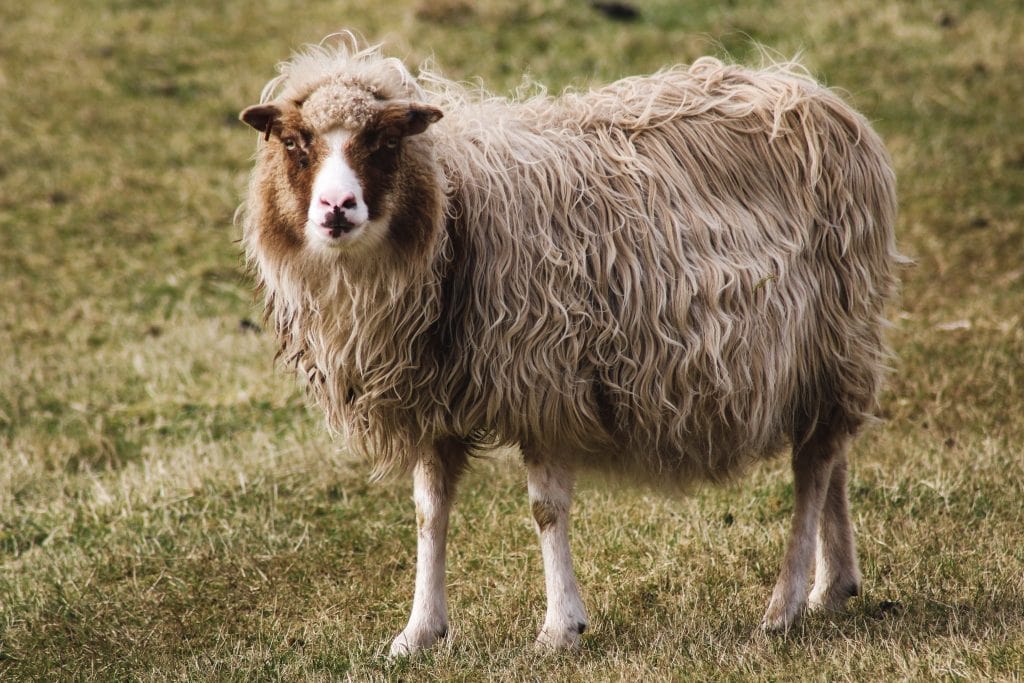Sheep in Skopun on Sandoy in the Faroe Islands
