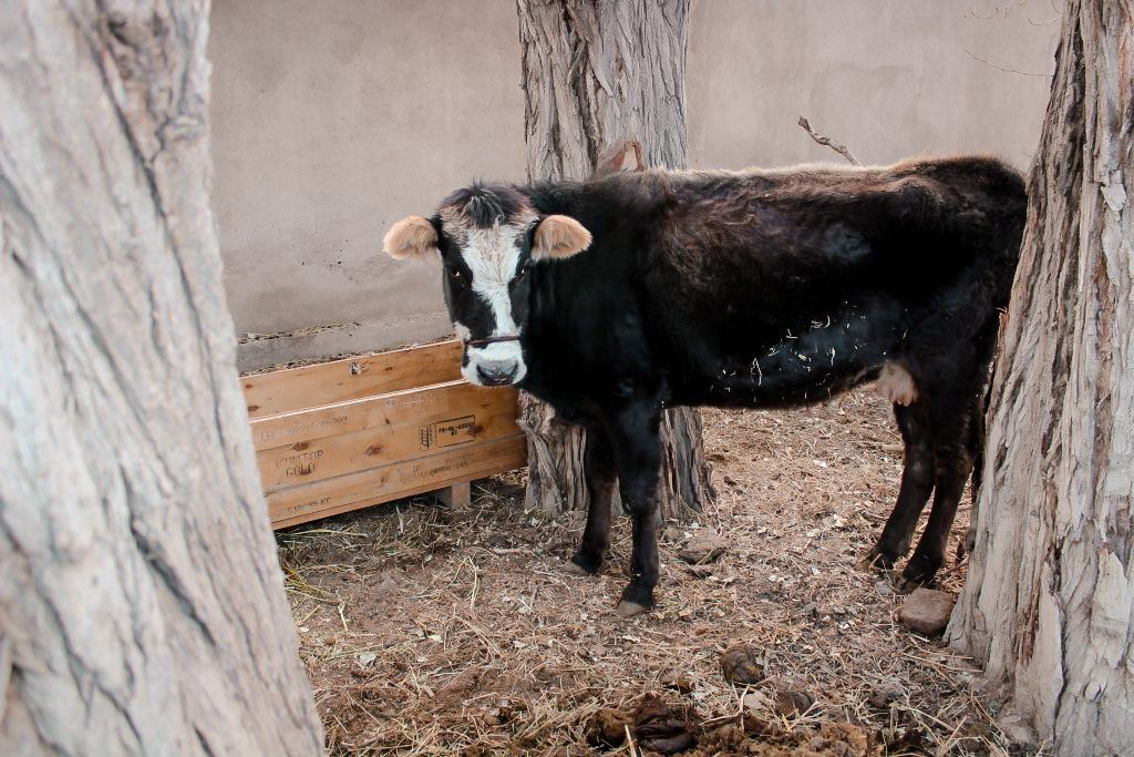 balykchy, kyrgyzstan on issyk-kul cow