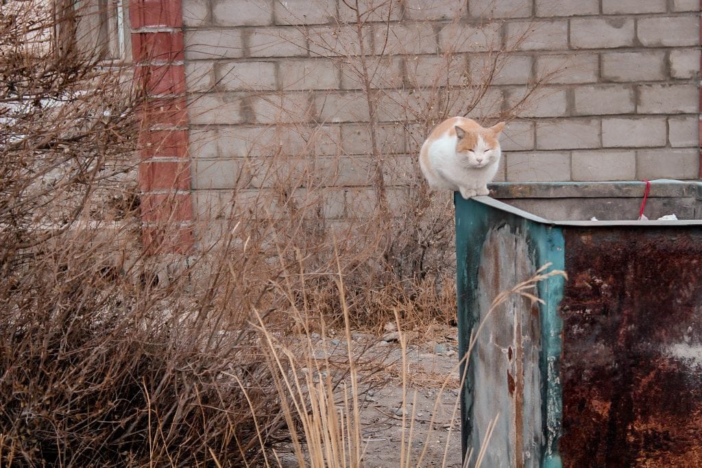 balykchy, kyrgyzstan on issyk-kul cat