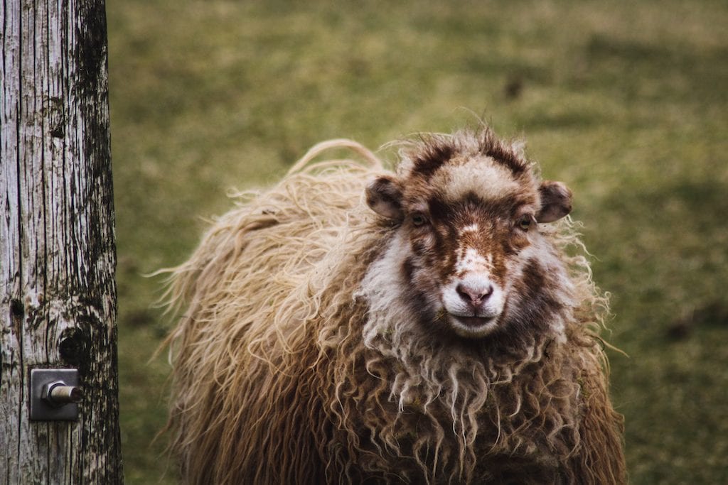 Sheep in Tjørnuvik in the Faroe Islands