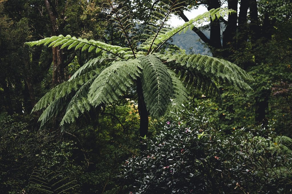 Sao Miguel fern in the Azores