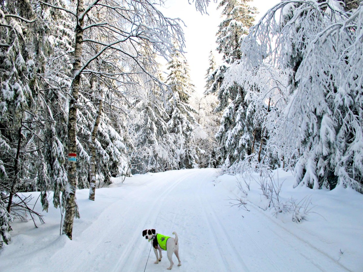  hunden min i snøskogen I Oslo, Norge