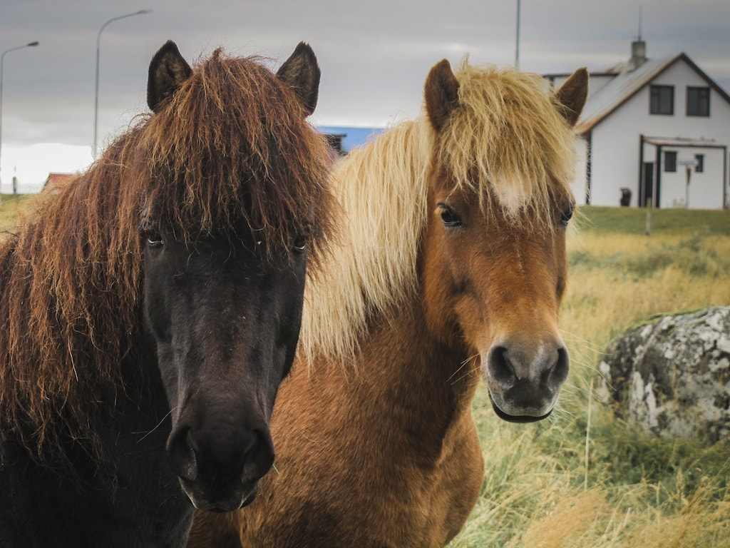 icelandic horses in iceland