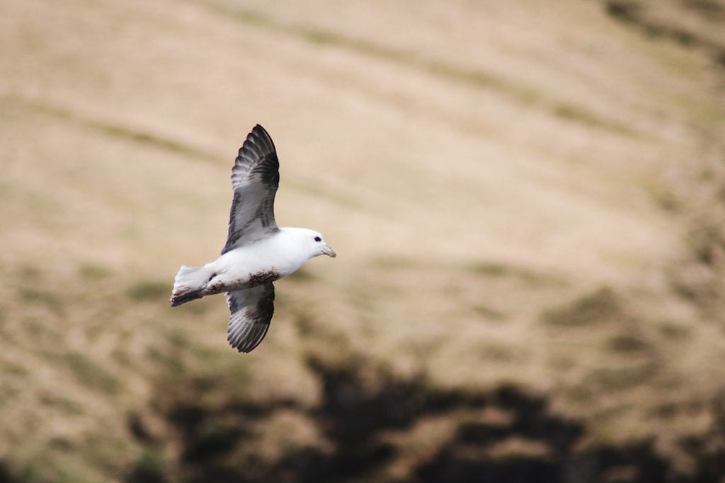 sea birds fulmar on kalsoy in faroe islands