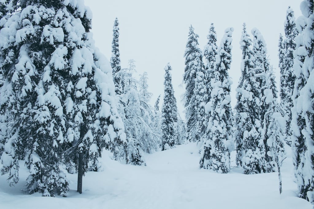 trees and snow at Isokenkäisten Klubi in kuusamo, finland in finnish lapland