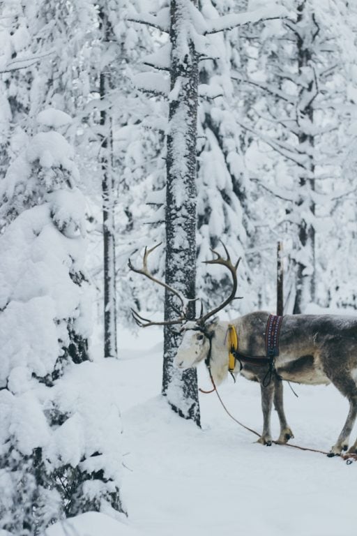 reindeer at Palosaari in ruka and kuusamo finland reindeer farm