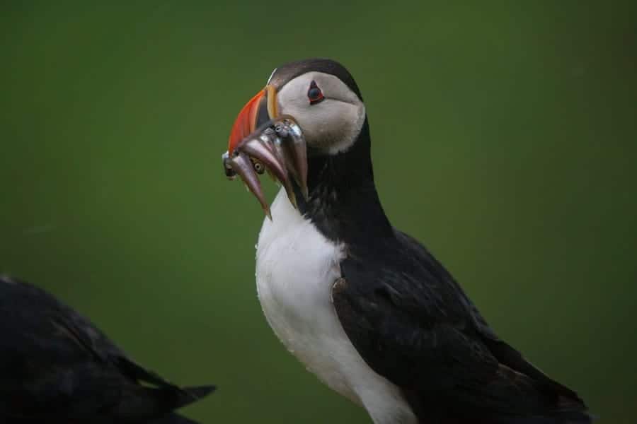 Visit the faroe islands and see puffins... or not.