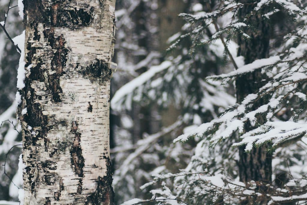 Nuuksio National Park: The Most Beautiful Winter Day Trip From Helsinki birch tree