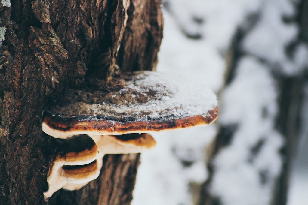 Nuuksio National Park: The Most Beautiful Winter Day Trip From Helsinki mushroom on tree