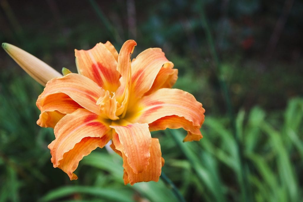 flower in sao miguel azores