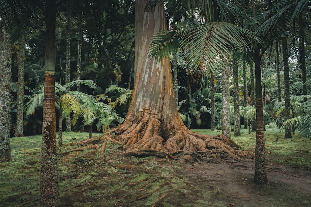 forest in sao miguel azores