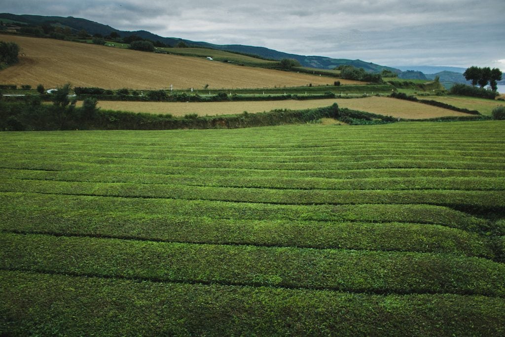 Gorreana tea plantation in sao miguel azores