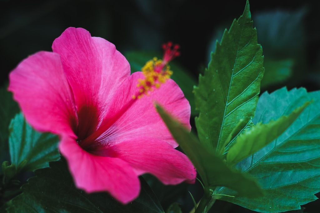 flower in sao miguel azores