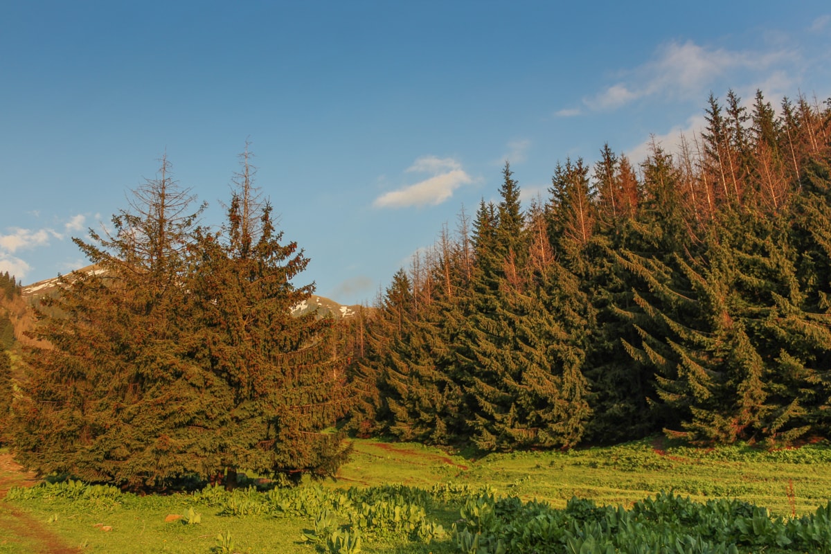 Hiking to Butakovskiy Waterfall in Almaty: Kazakhstan Nature at its Finest and a Day Trip from Almaty pine trees