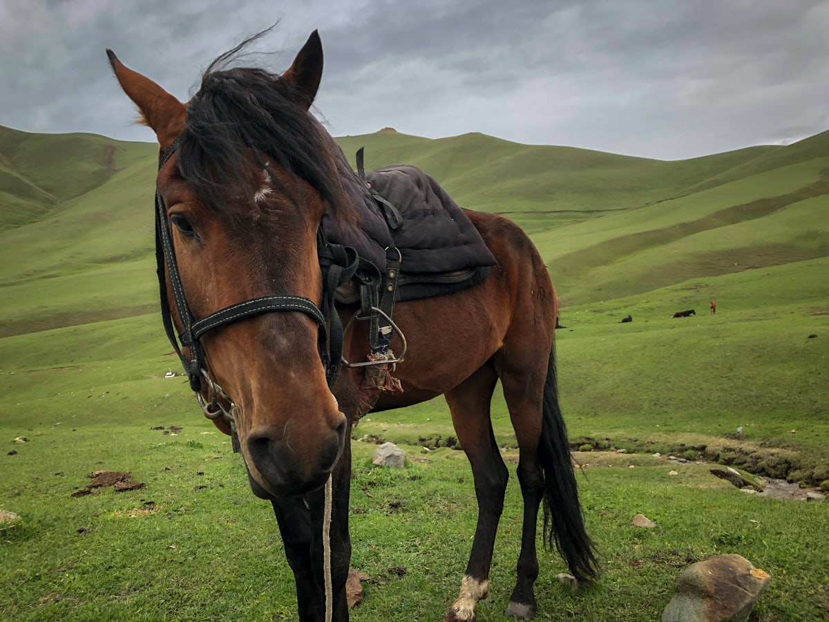 Central Asia Travel Tips: 50 Things to Know and Do Before You Visit horse in kyrgyzstan at song kul