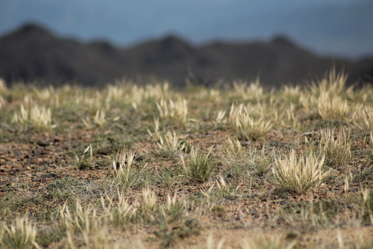 Central Asia Travel Tips: 50 Things to Know and Do Before You Visit kazakhstan steppe