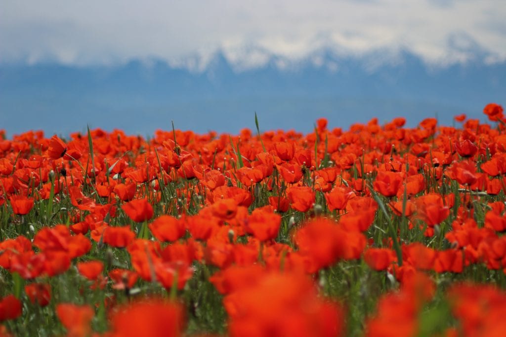 Central Asia Travel Tips: 50 Things to Know and Do Before You Visit kazakhstan poppy fields
