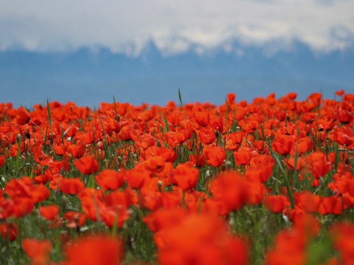 Central Asia Travel Tips: 50 Things to Know and Do Before You Visit kazakhstan poppy fields