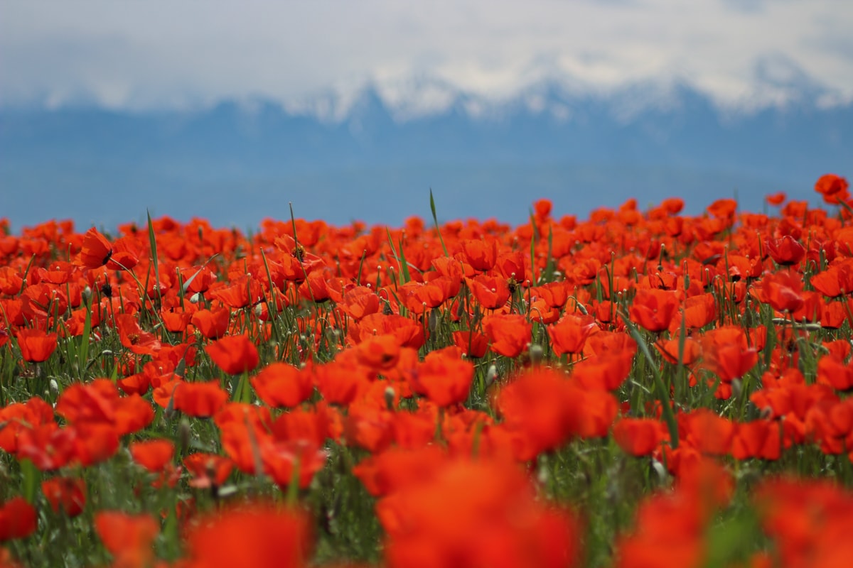 Central Asia Travel Tips: 50 Things to Know and Do Before You Visit kazakhstan poppy fields