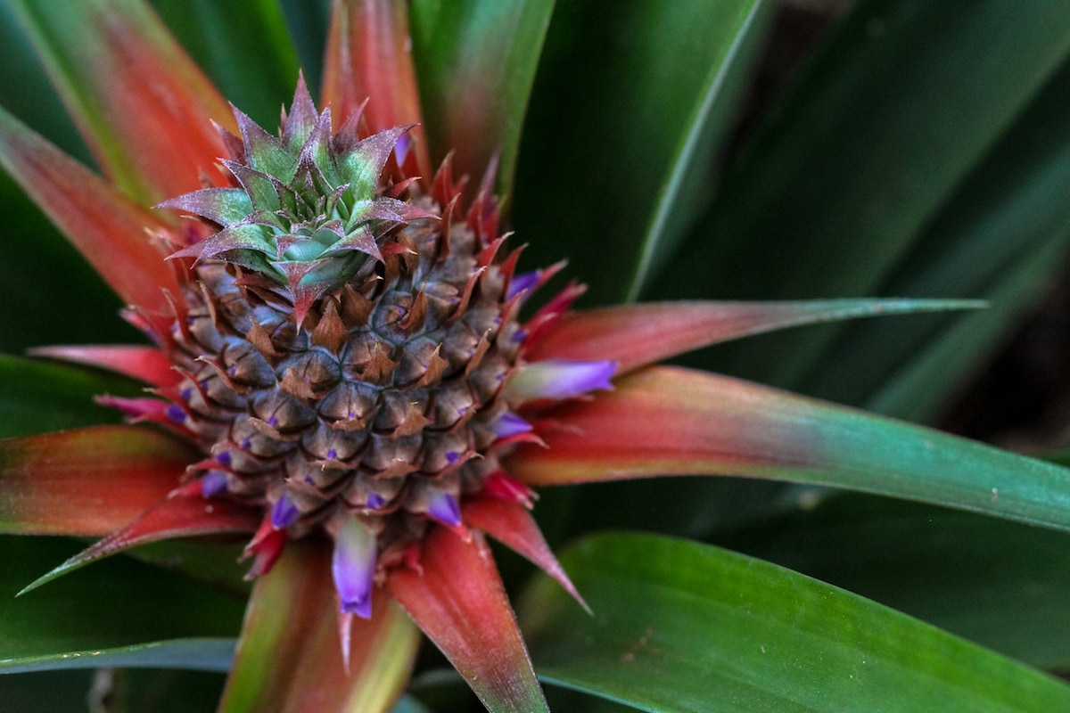 Best Azores Tours: How to Visit Sao Miguel, Azores Without a Car pineapple