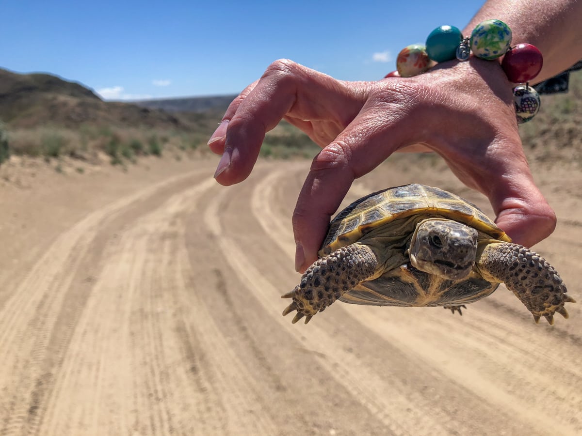 Central Asia Travel Tips: 50 Things to Know and Do Before You Visit turtle on desert road in kazakhstan