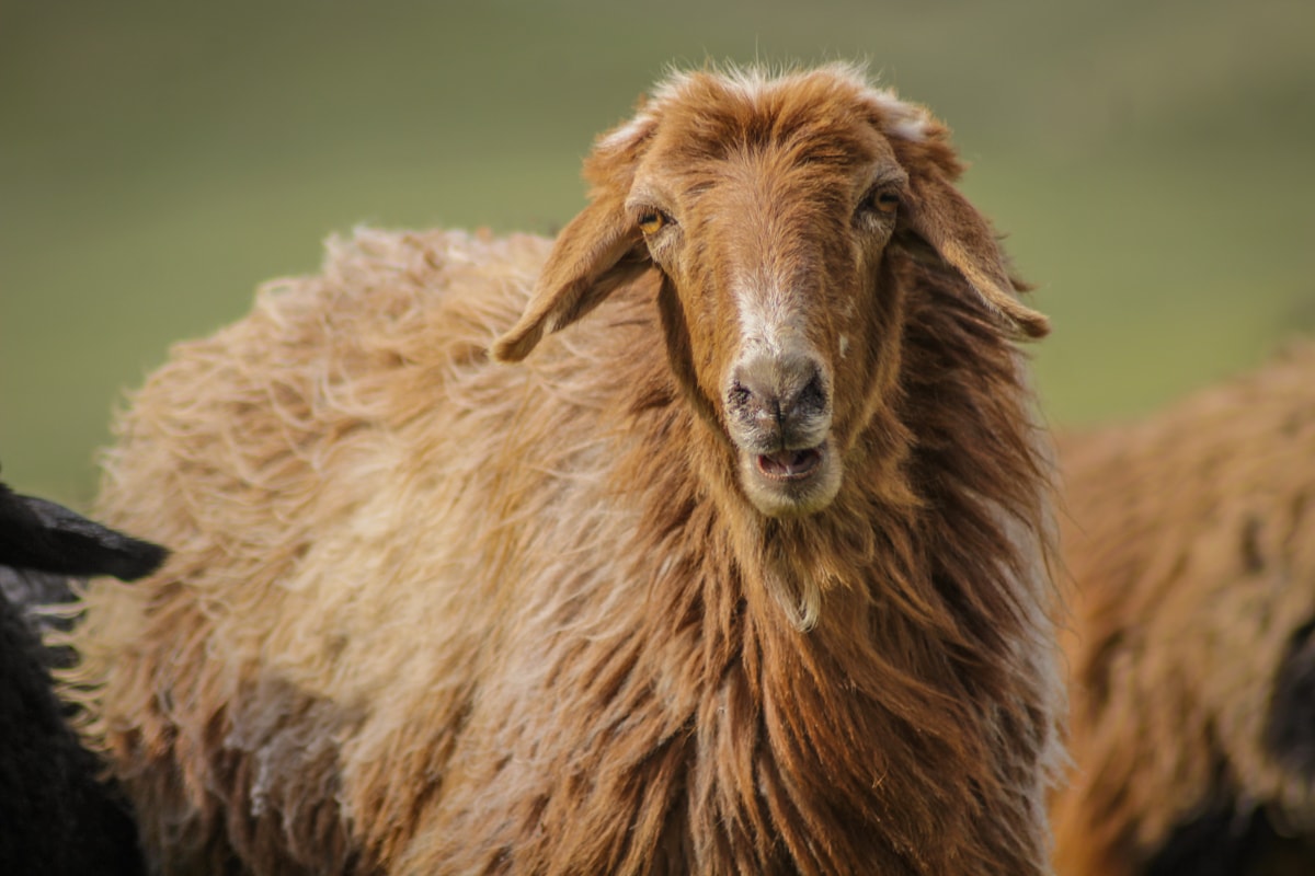 Central Asia Travel Tips: 50 Things to Know and Do Before You Visit sheep in kyrgyzstan