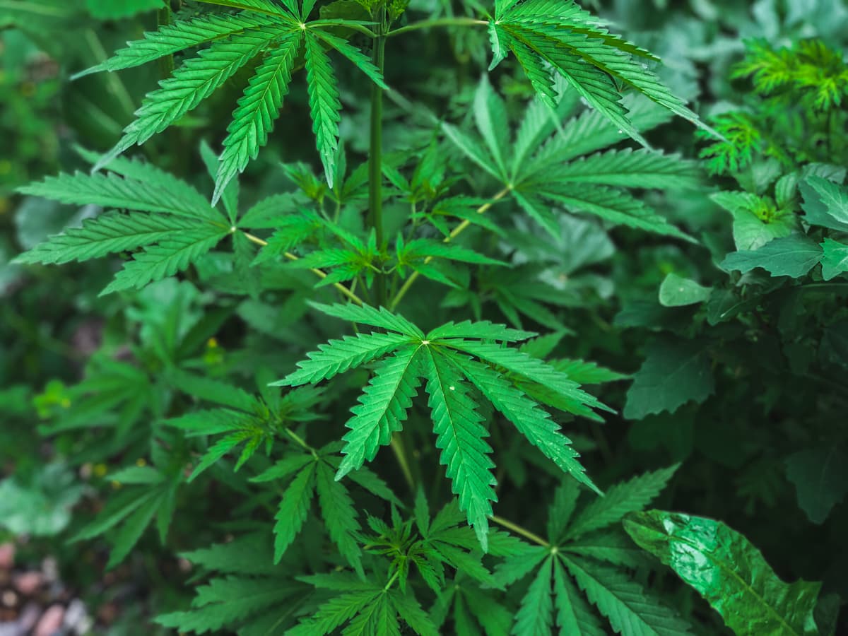 Central Asia Travel Tips: 50 Things to Know and Do Before You Visit wild cannabis in kazakhstan