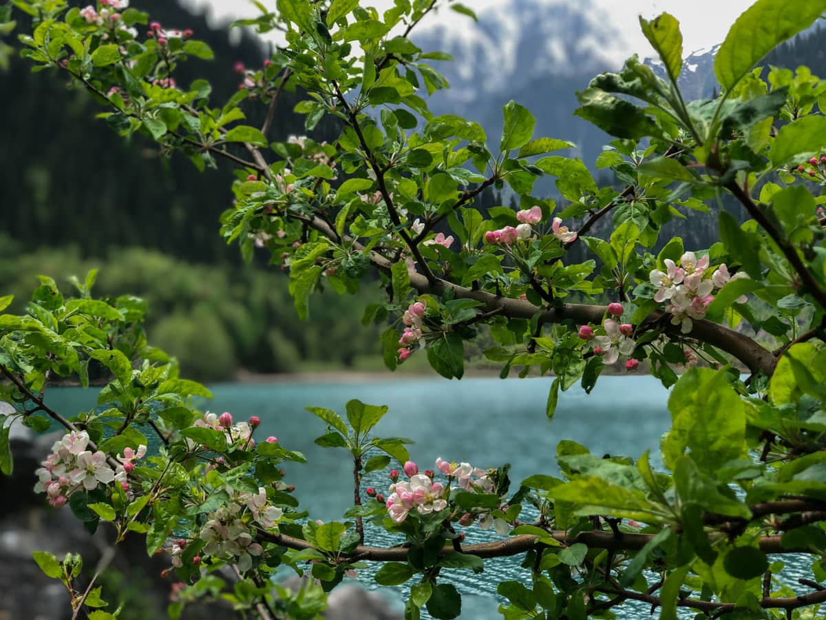 Lake Issyk, Kazakhstan: A Turquoise Slice of History and Pleasure Near Almaty