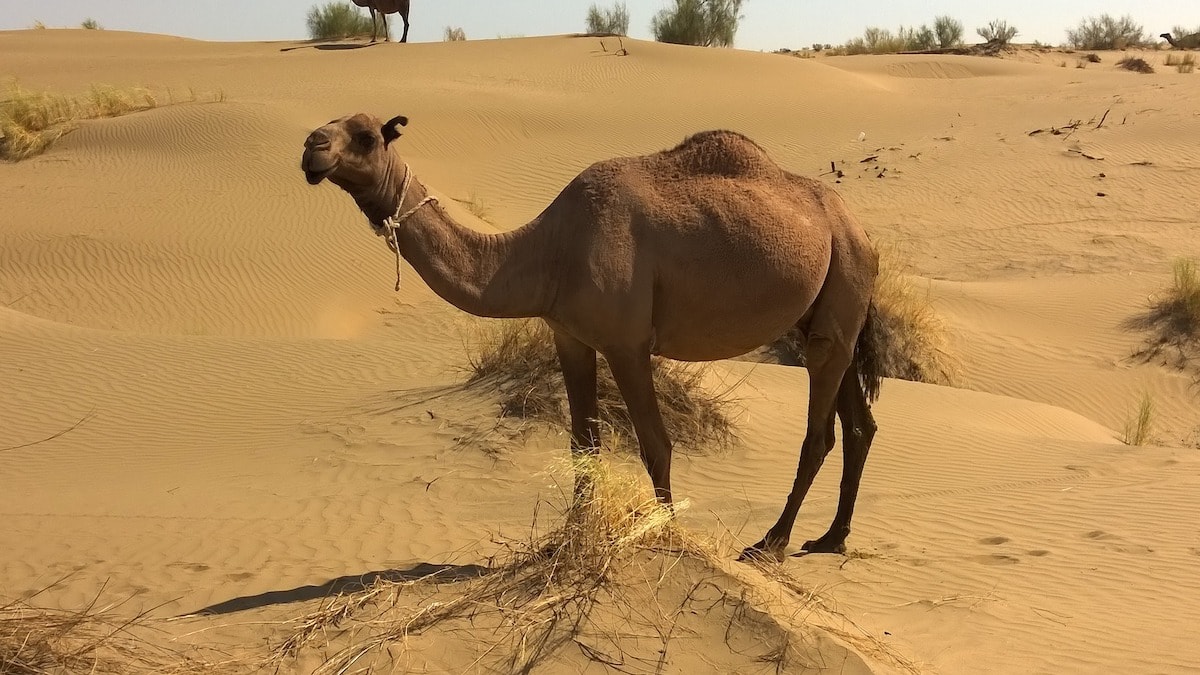 Central Asia Travel Tips: 50 Things to Know and Do Before You Visit camel in turkmenistan